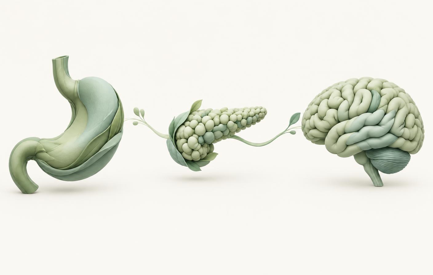 Conceptual illustration of the stomach, pancreas and brain connected by the GLP-1 pathway